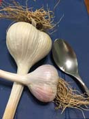 GARLIC
