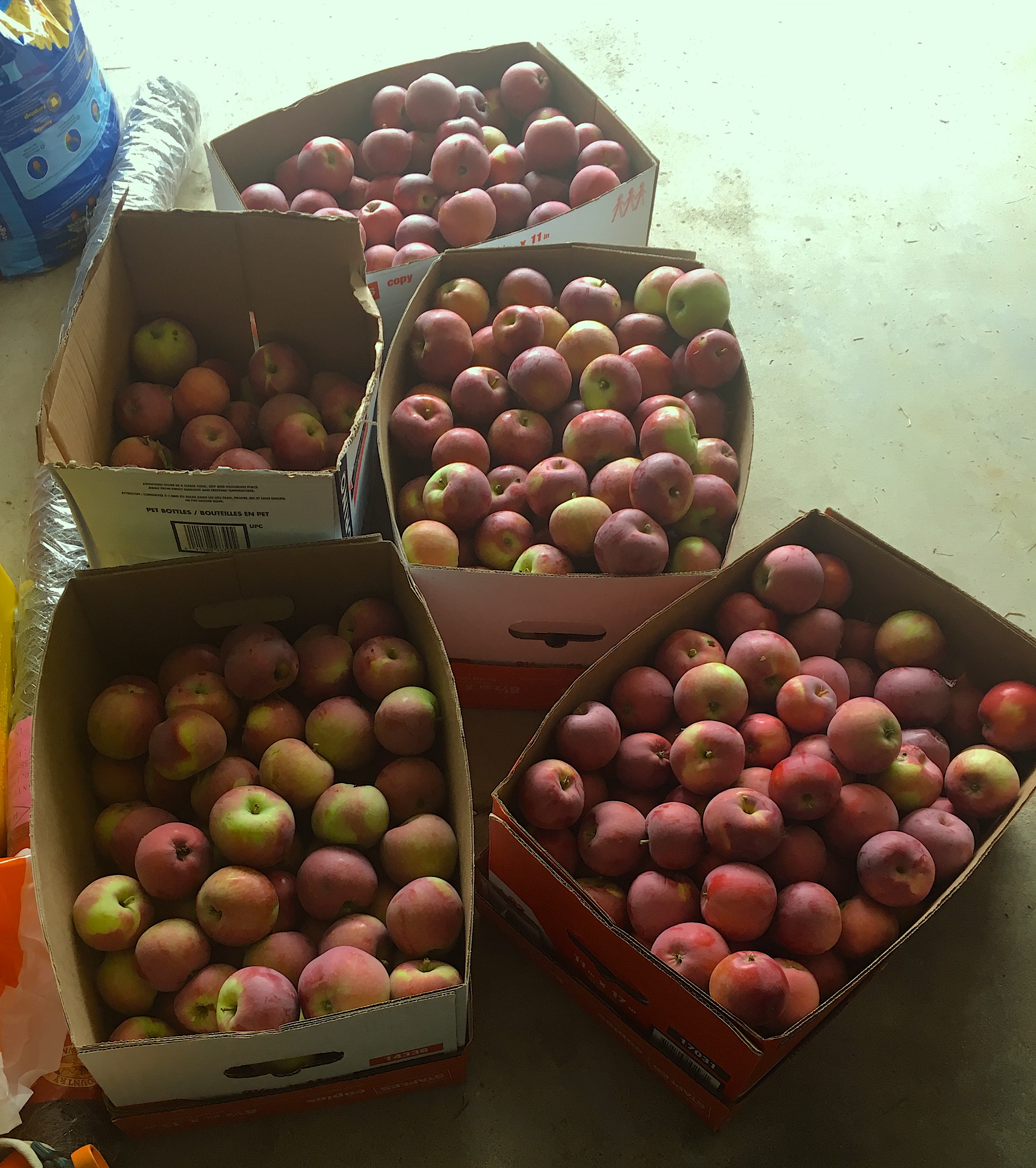 ORCHARD FRUIT